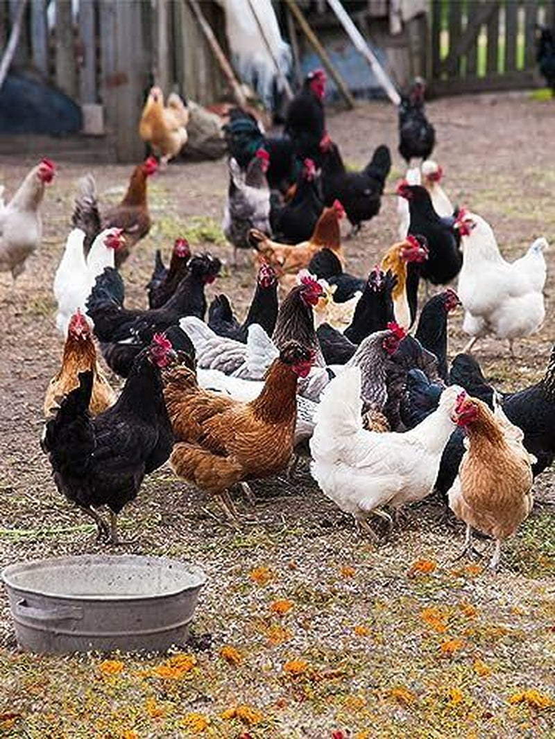Chicken Nesting Herbs - 7 Oz Natural Nesting Box Herbs in 6 Dried Flower & He...
